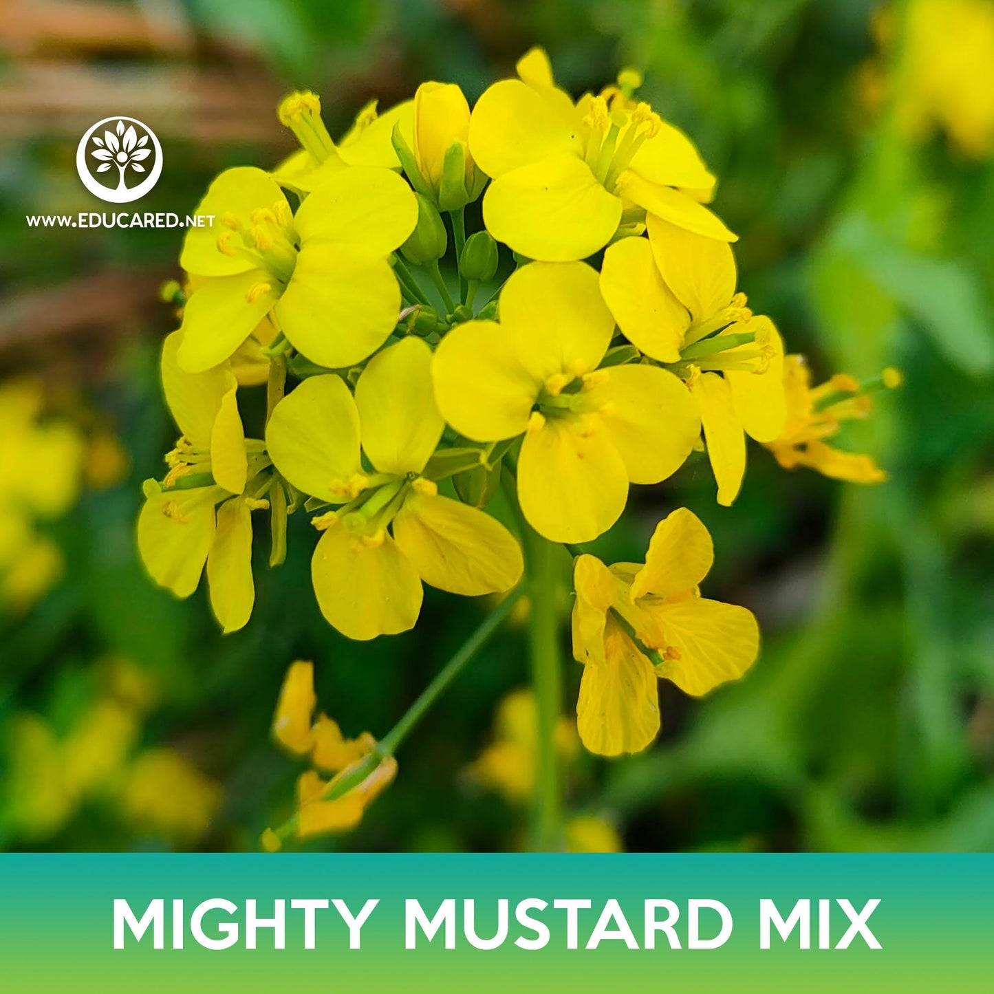 Mighty Mustard Mix Seeds, Mighty Mustard Trifecta Power Blend Cover Crop