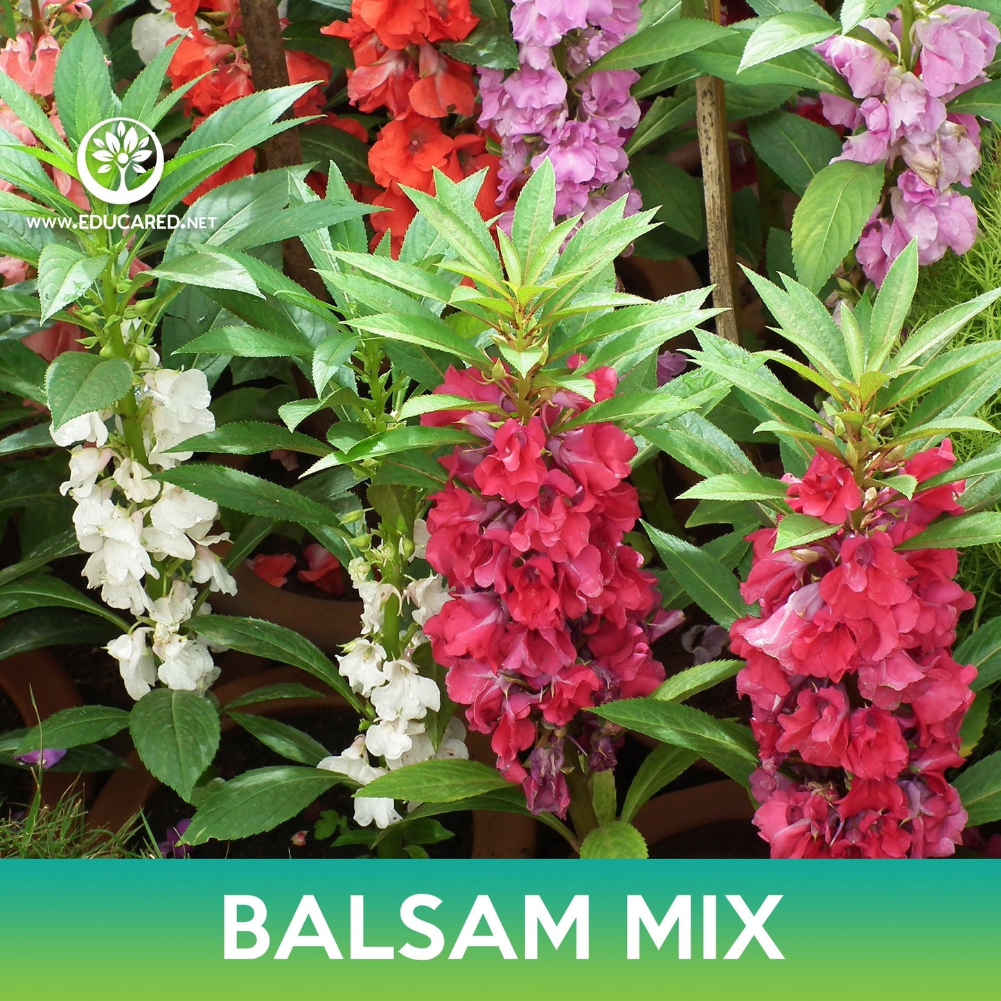 Balsam Flower Mix Seeds