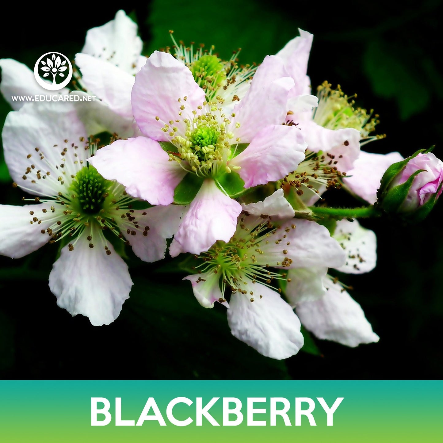 Blackberry Seeds, Rubus allegheniensis