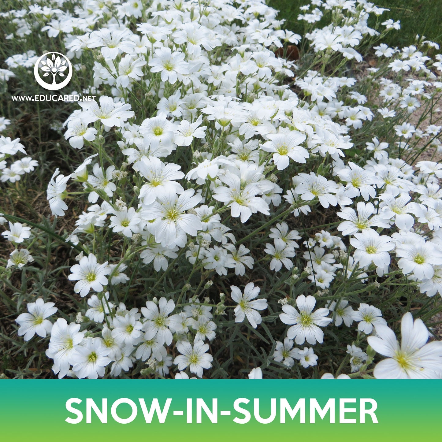 Snow-In-Summer Flower Seeds, Cerastium biebersteinii