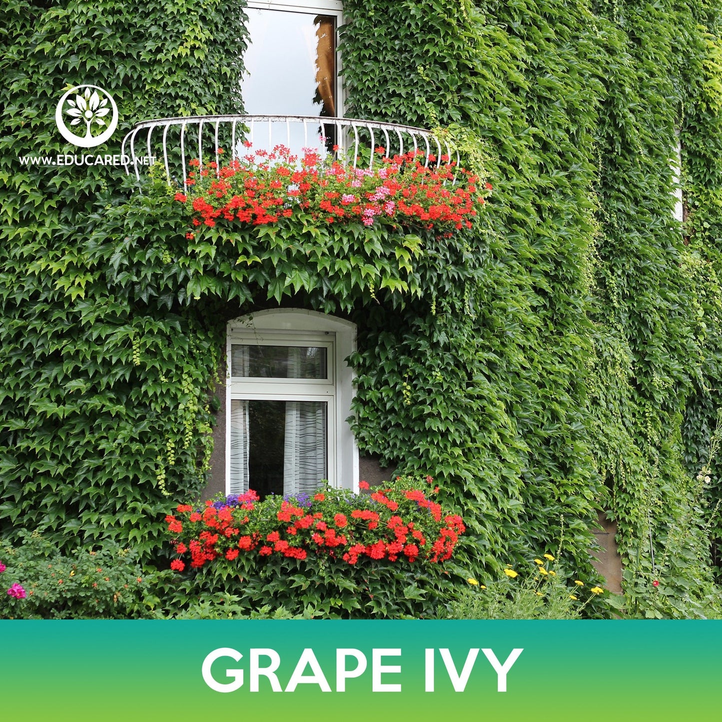 Grape Ivy Seeds, Boston Ivy, parthenocissus tricuspidata