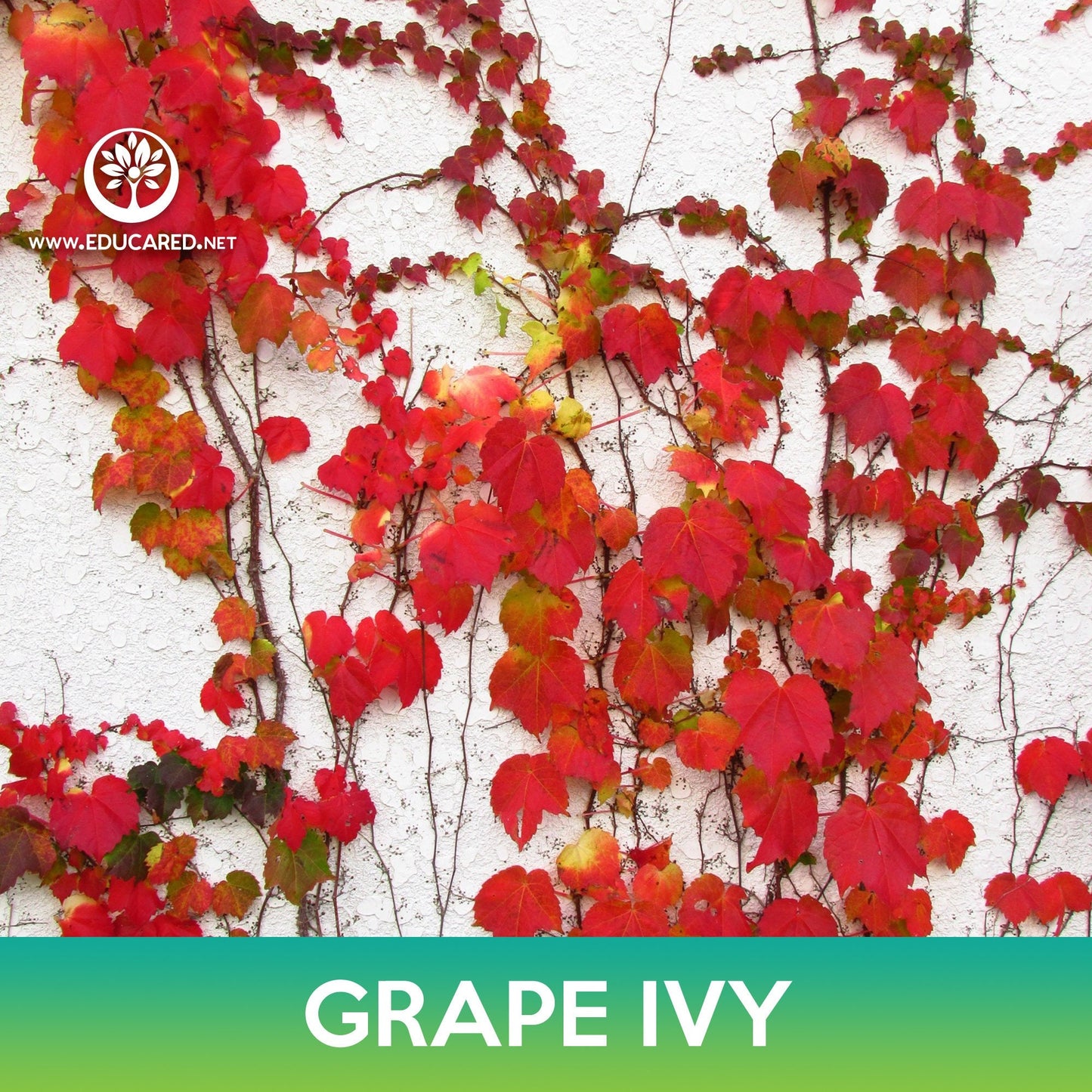 Grape Ivy Seeds, Boston Ivy, parthenocissus tricuspidata