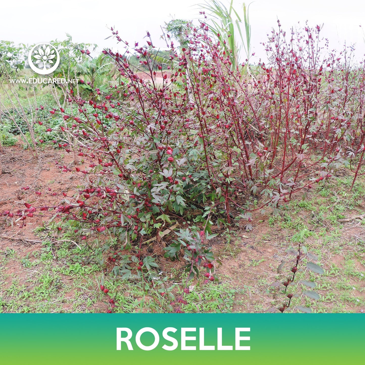 Roselle Seeds, Asian Sour Leaf, Hibiscus sabdariffa