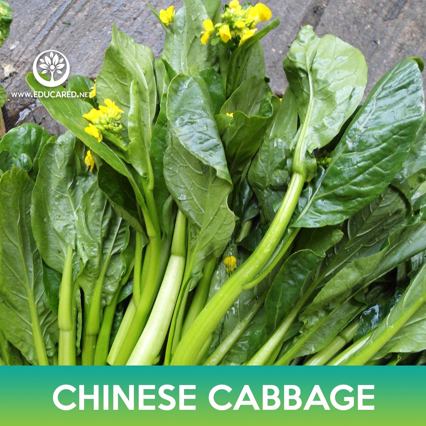 Chinese Cabbage Seeds, Brassica rapa var. parachinensis