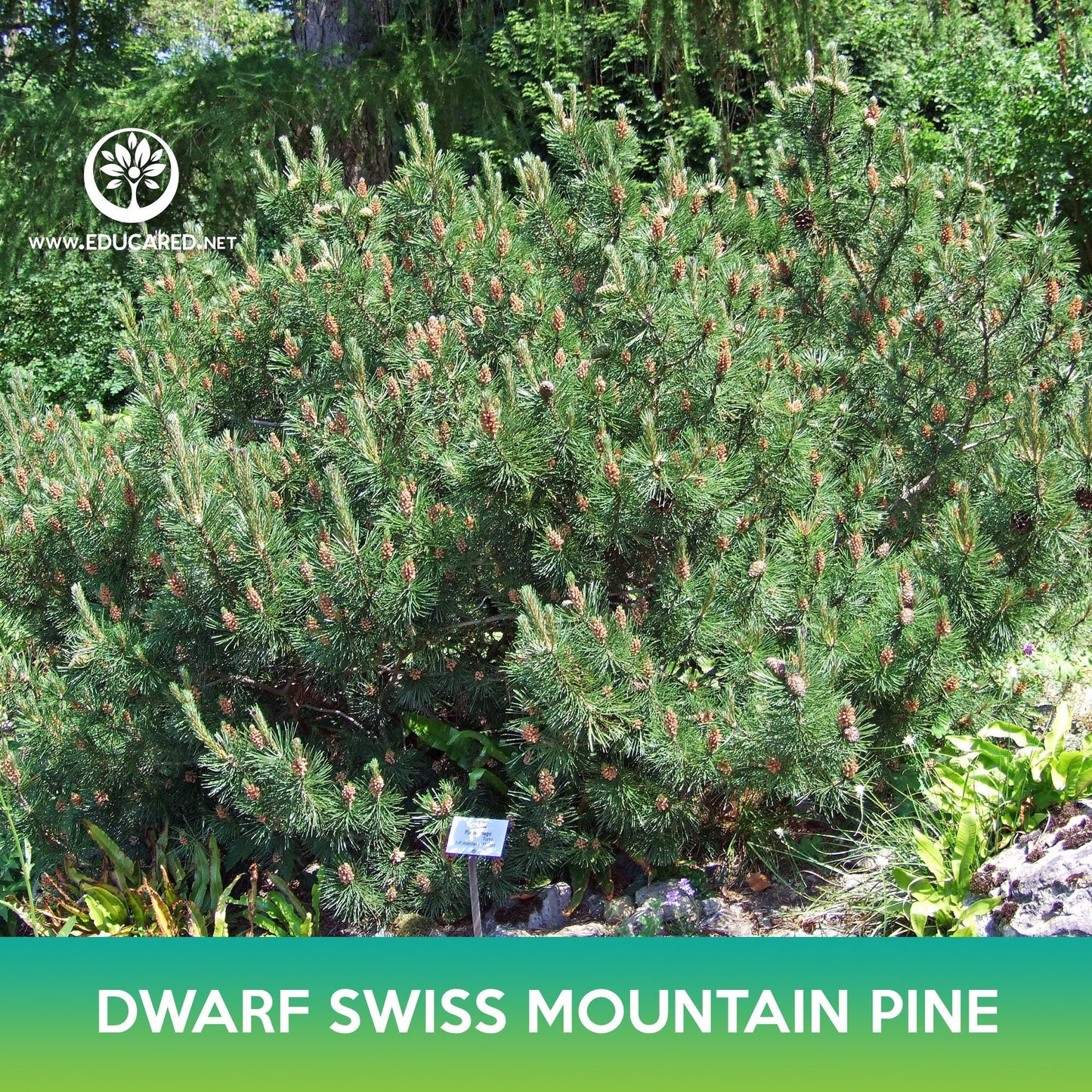 Dwarf Swiss Mountain Pine Seed