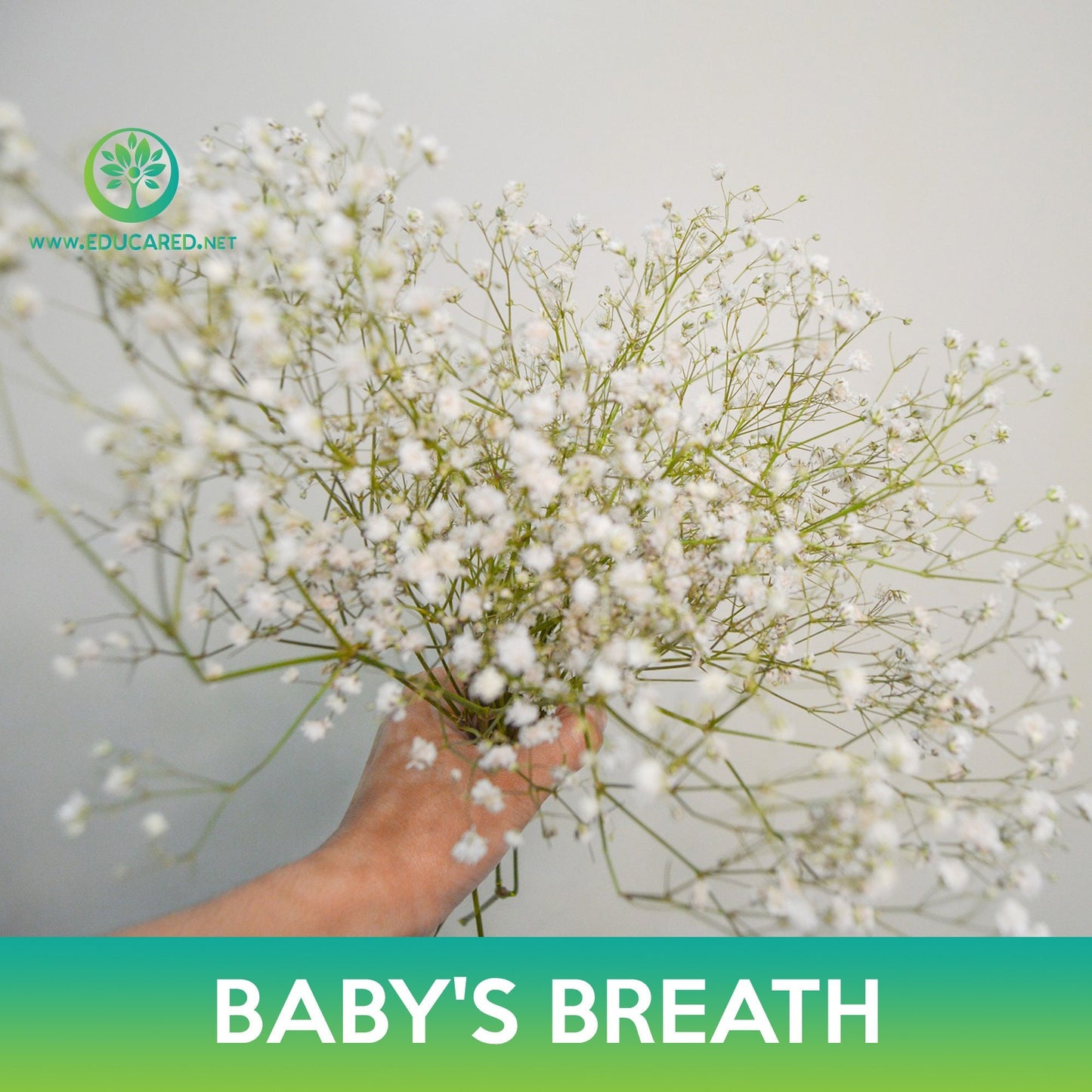 Baby's Breath Flower Seeds, Gypsophila elegans