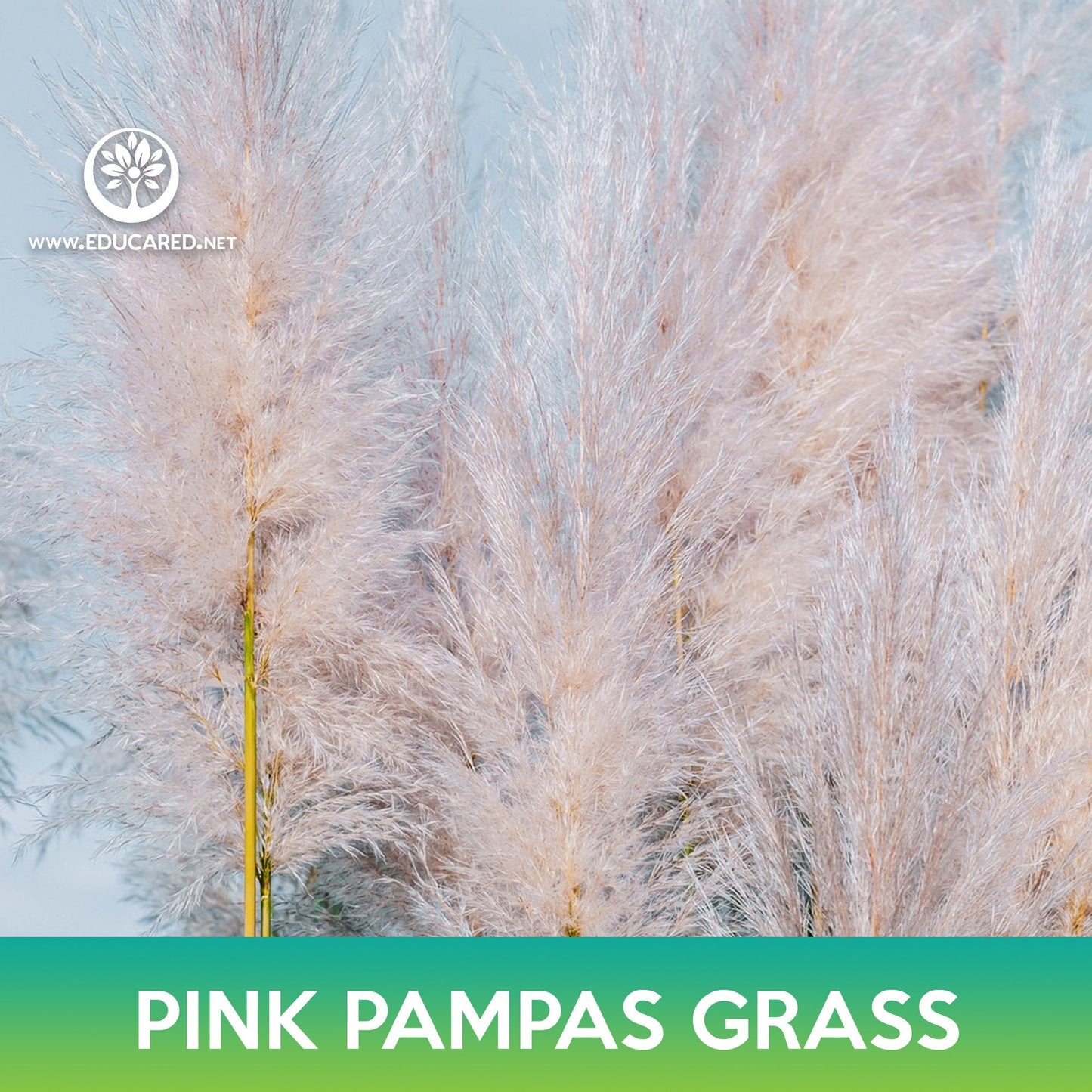 Pink Pampas Grass Seeds