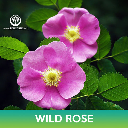 Wild Rose Seeds