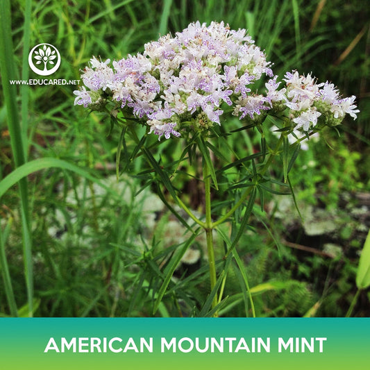 American Mountain Mint Seeds, Pycnanthemum pilosum