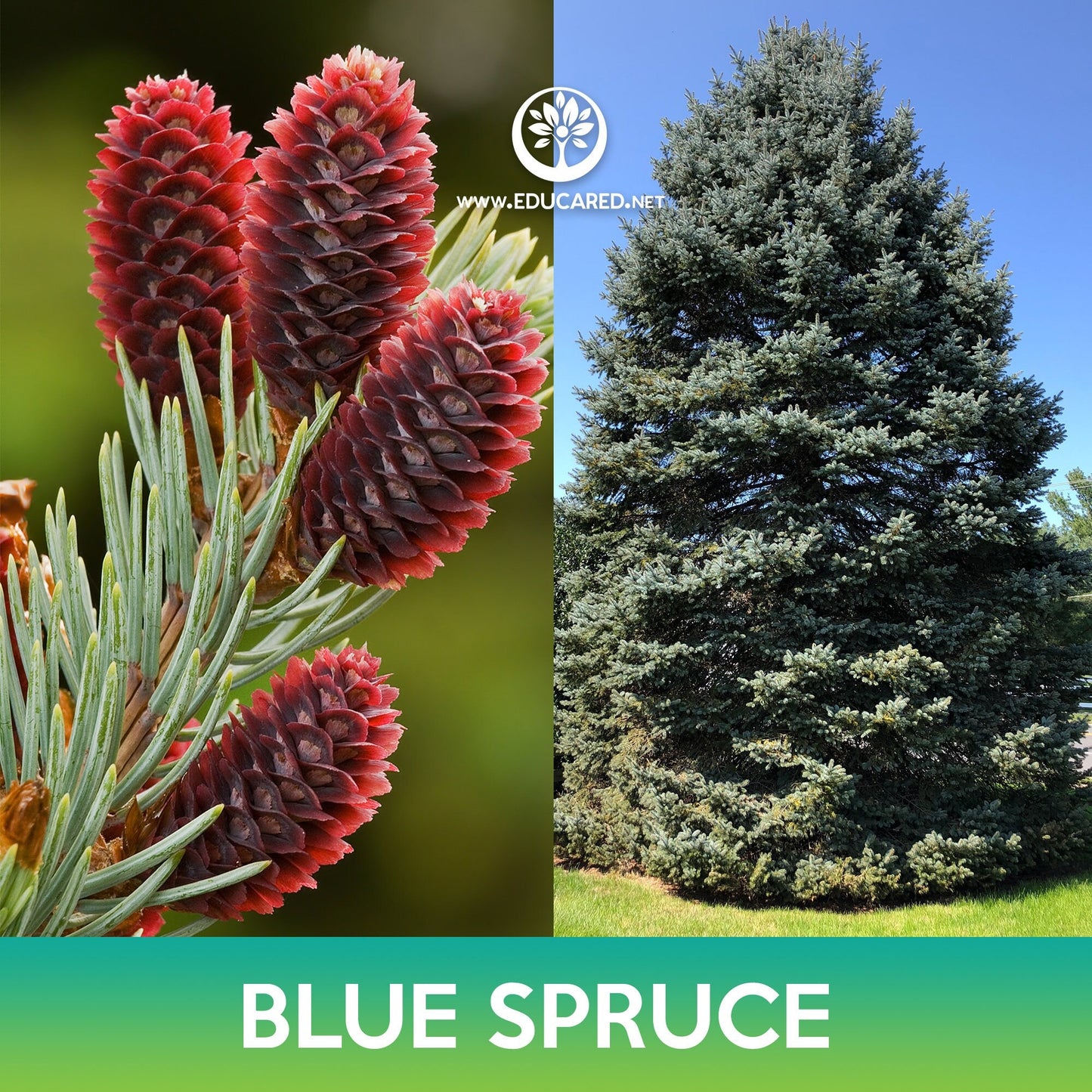 Blue Spruce Seeds, Colorado Blue Spruce , Picea pungens