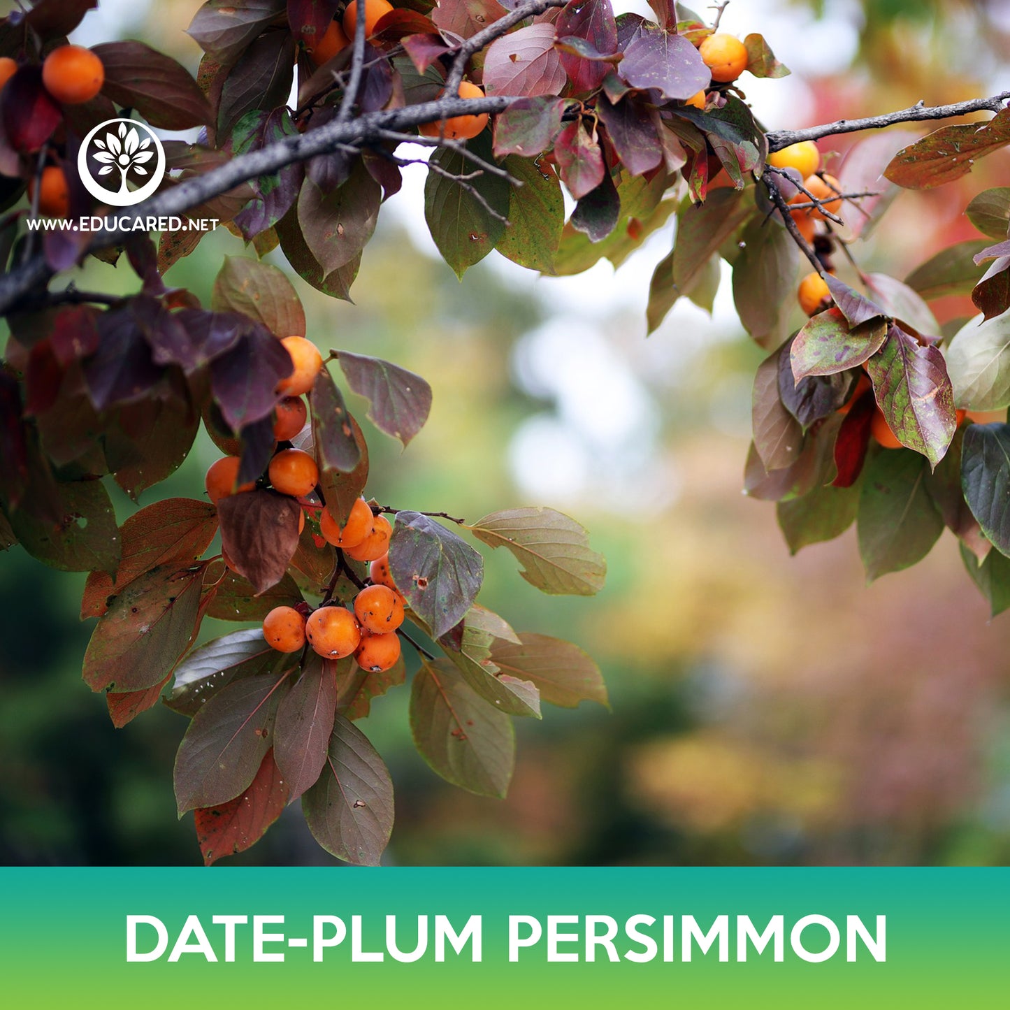 Date-plum Persimmon Seeds, Diospyros lotus