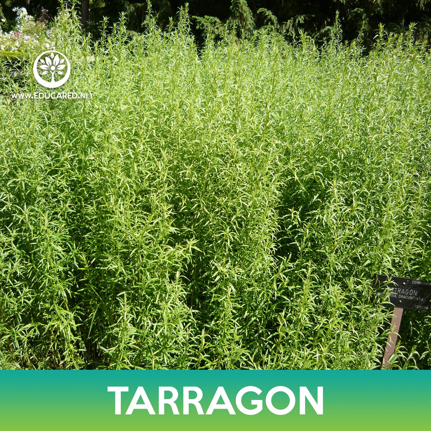 Tarragon Seeds