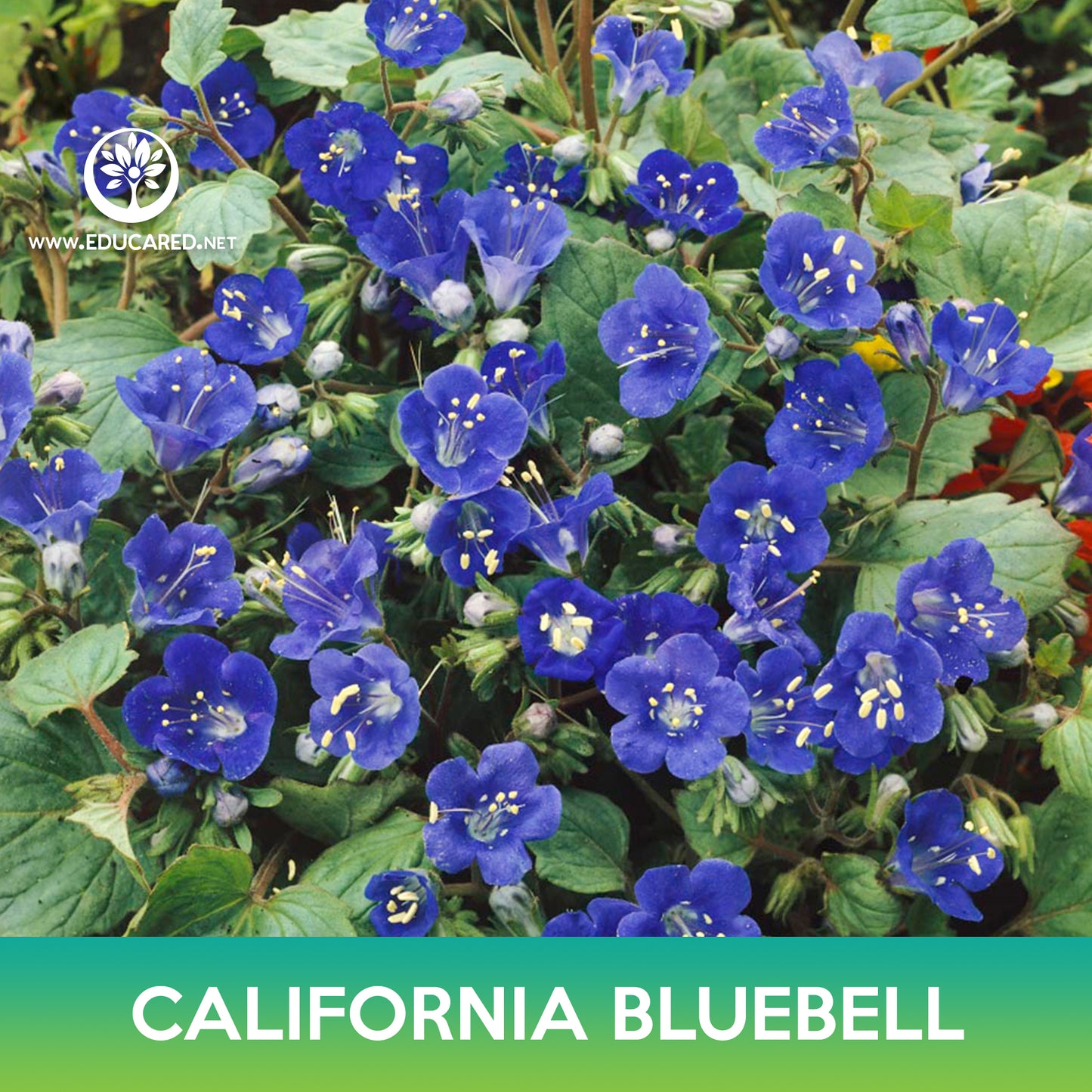California Bluebell Seed, Desert Bluebells
