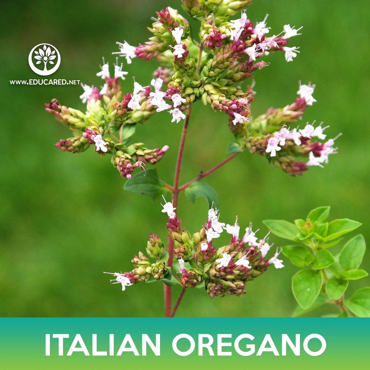 Italian Oregano Seeds, Origanum vulgare