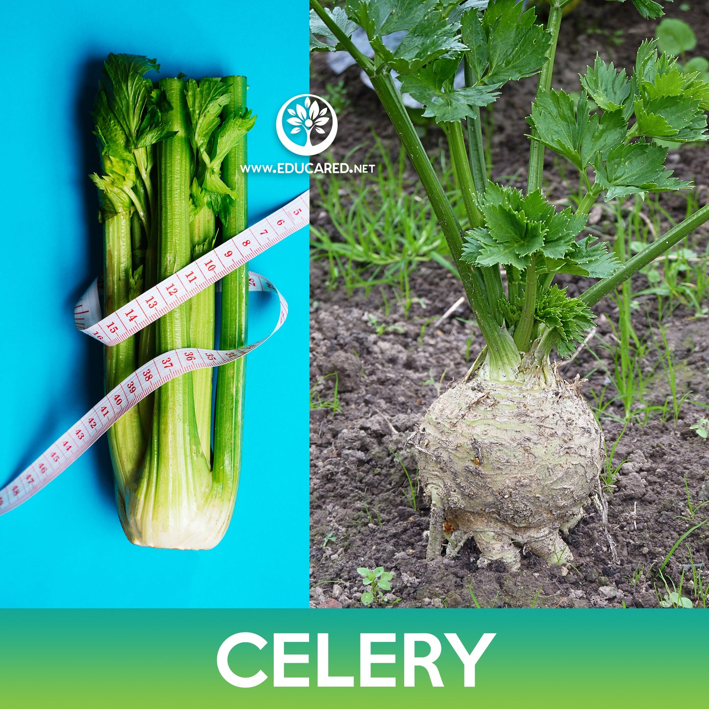 Tall Utah Celery Seeds