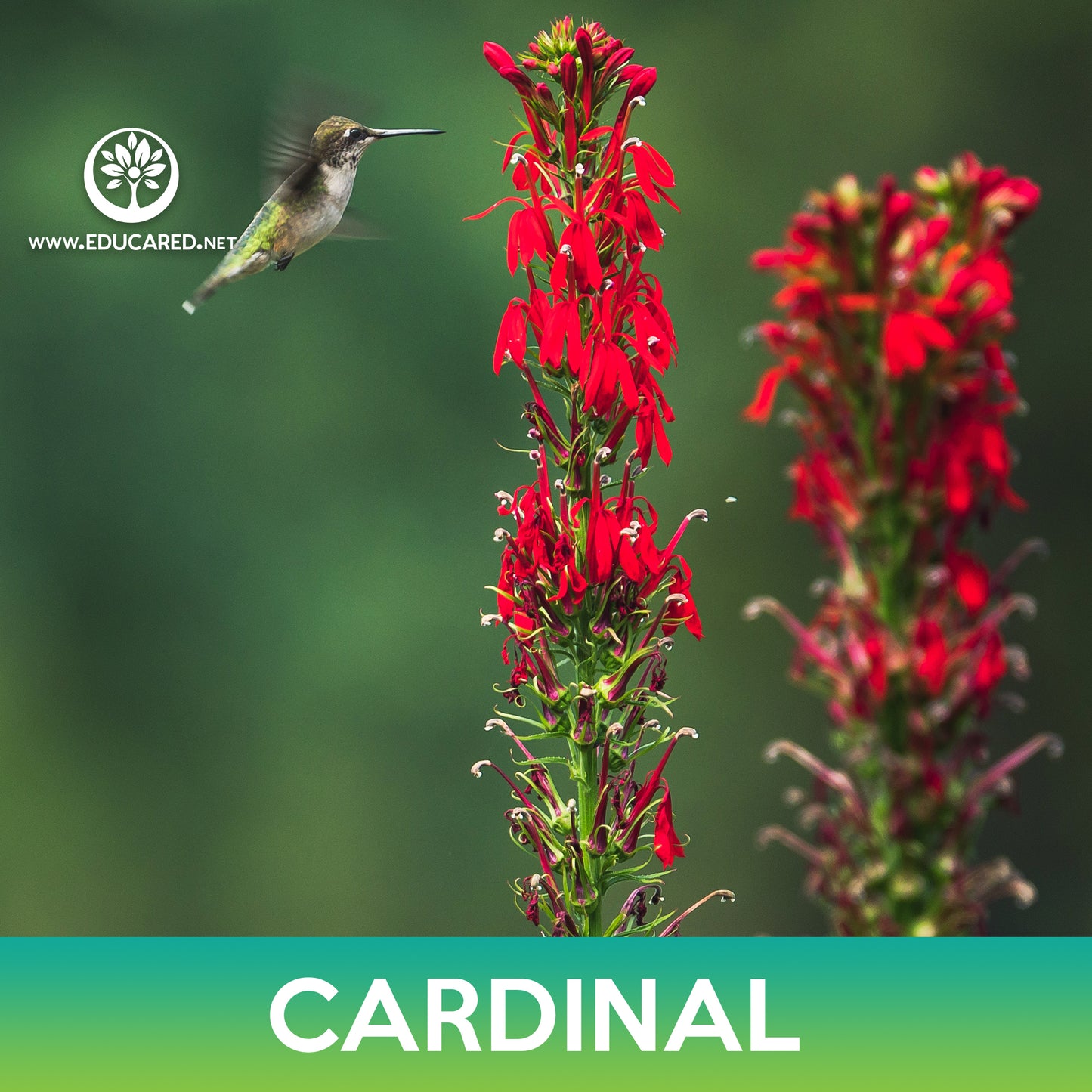 Cardinal Flower Seeds, Lobelia cardinalis