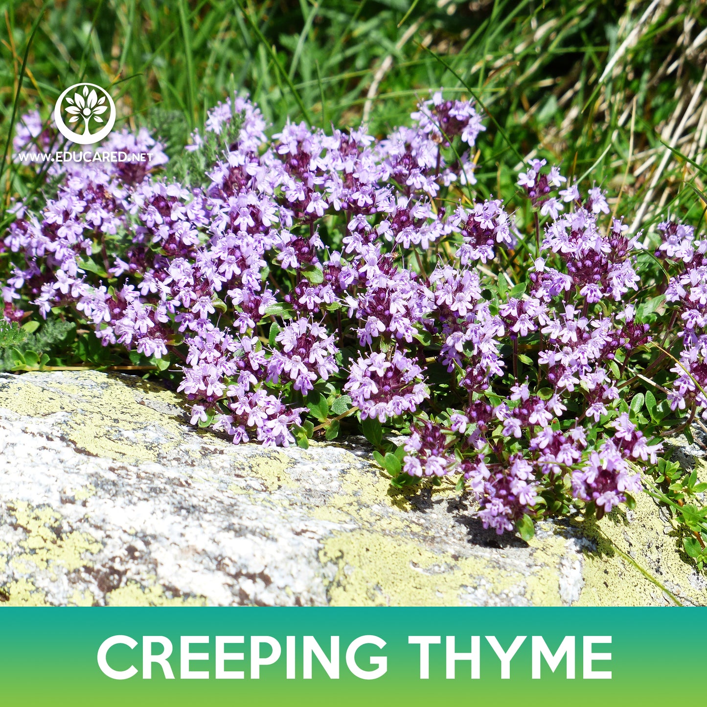 Creeping Thyme Seed, Wild Thyme, Thymus serpyllum