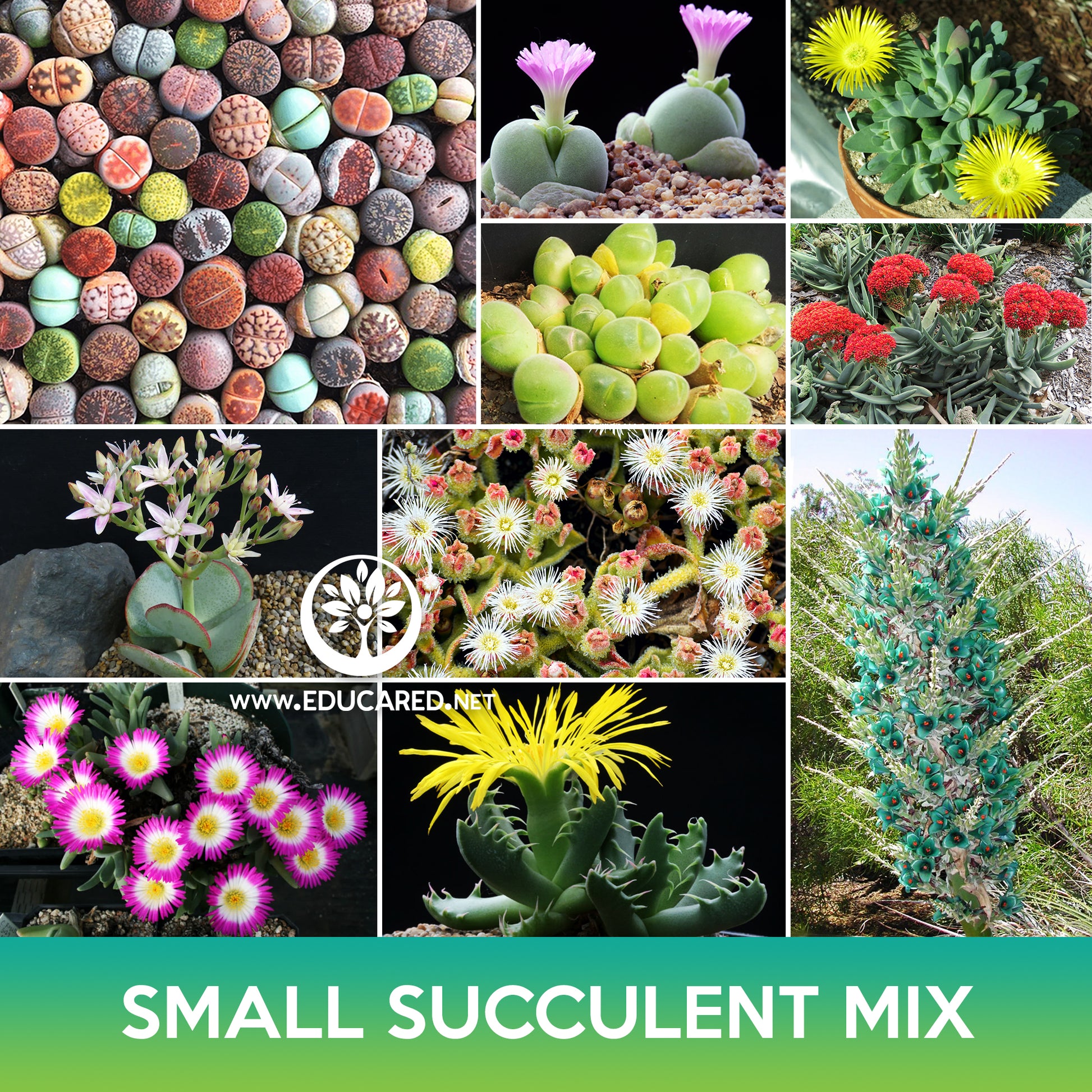 succulent plants seeds Small Succulent Mix Seeds – Educared