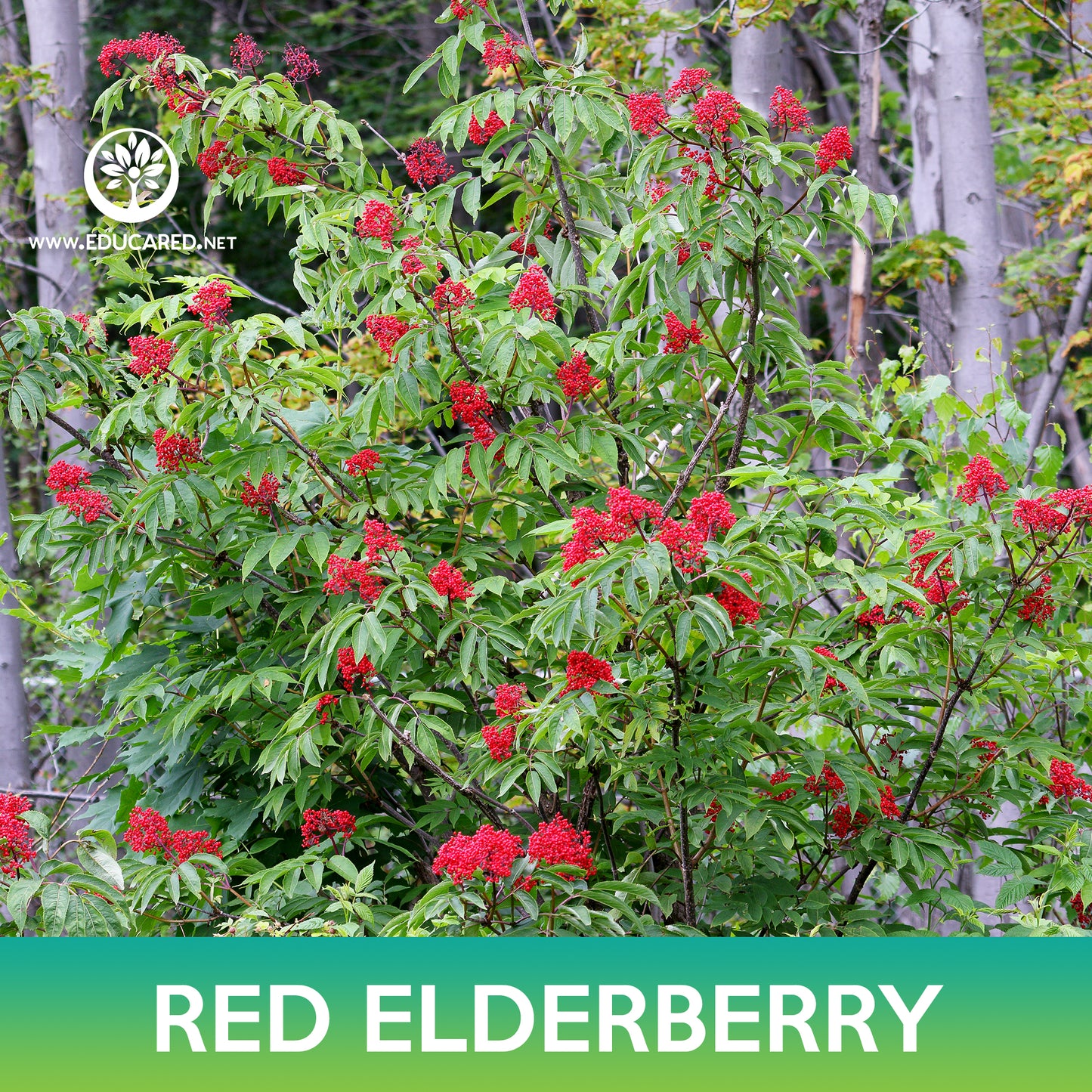 Red Elderberry Seeds, Sambucus racemosa