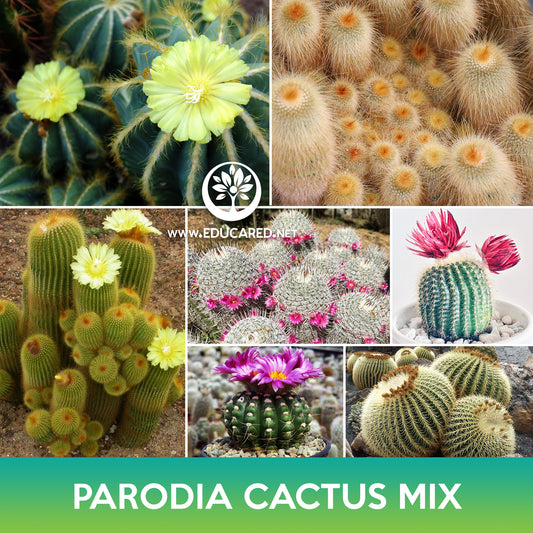Parodia Cactus Mix Seeds