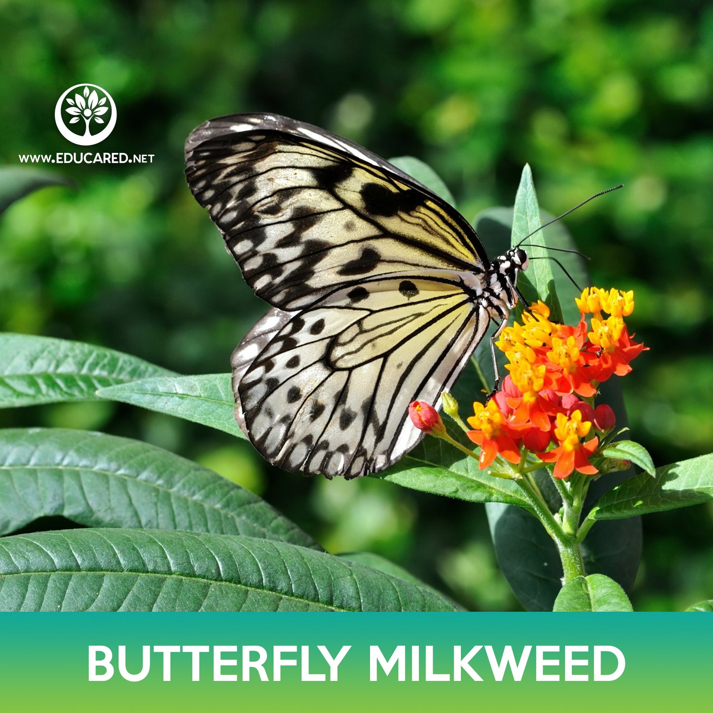 Butterfly Milkweed Seeds, Asclepias Tuberosa