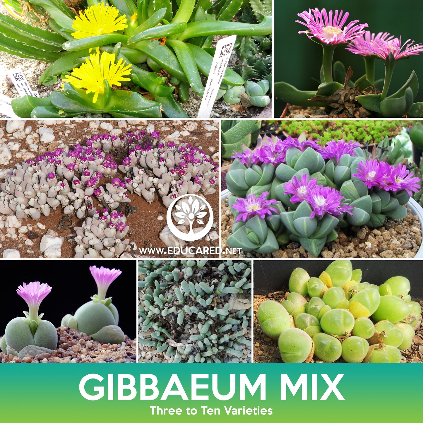 Gibbaeum Succulent Mix Seeds