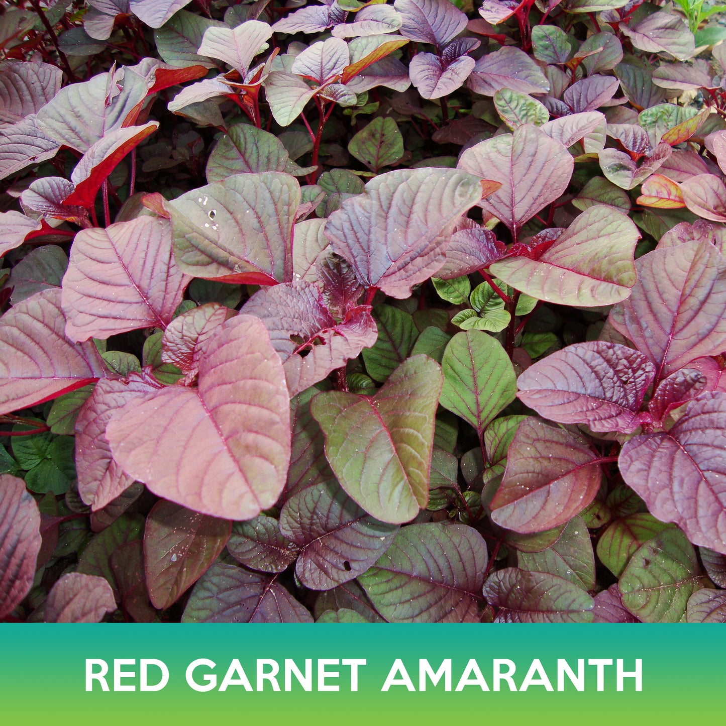 Red Garnet Amaranth Seeds, Edible Amaranth, Amaranthus tricolor