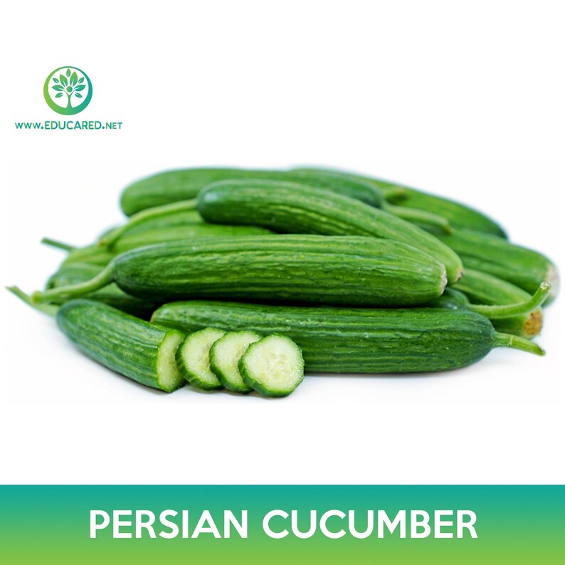 Persian Cucumber Seed, Beit Alpha Cucumber