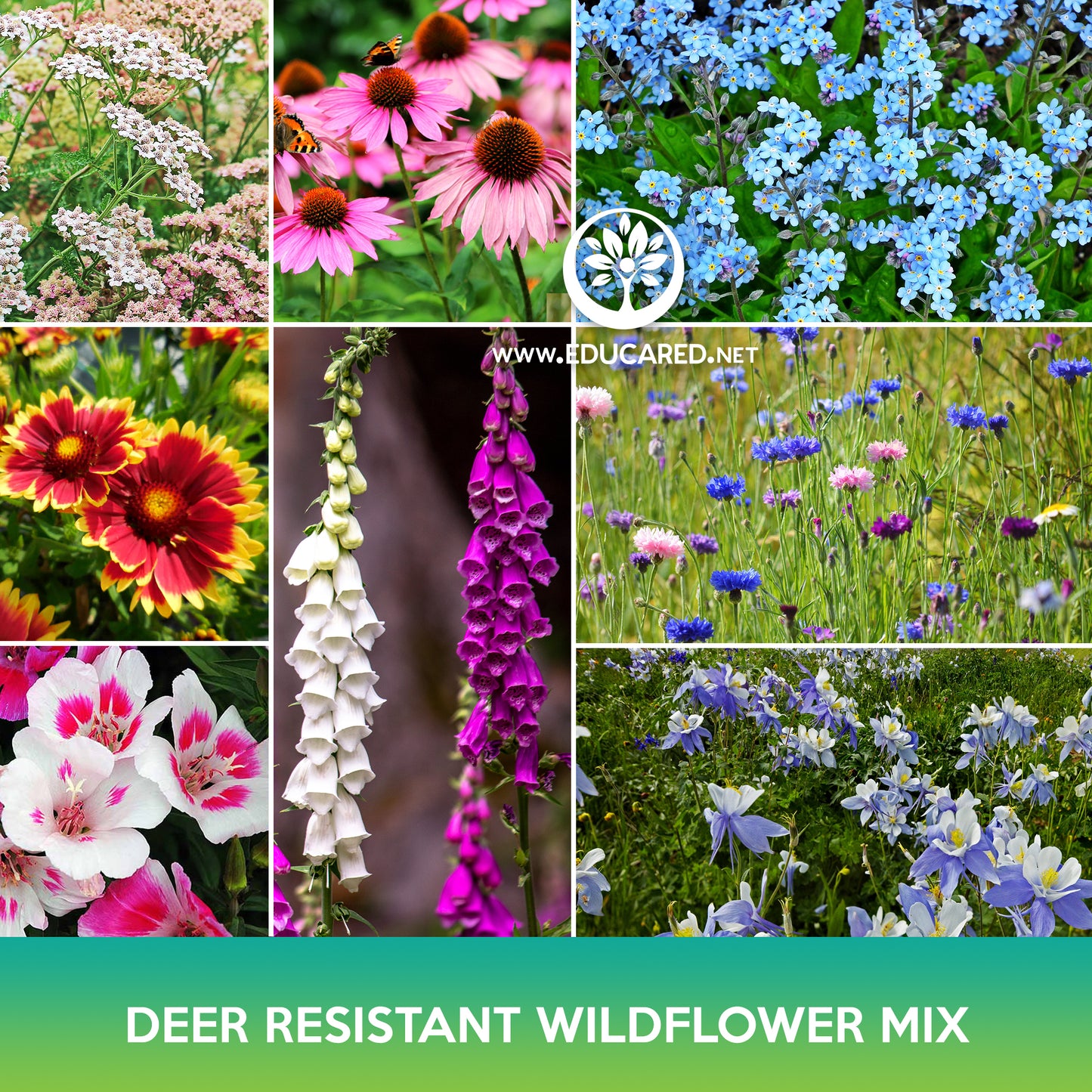 Deer Resistant Wildflower Mix Seeds