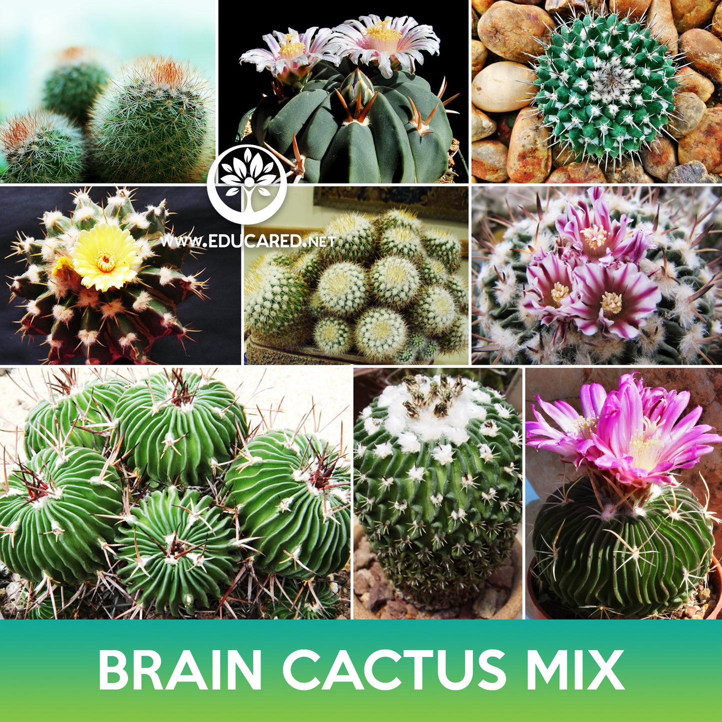 Brain Cactus Mix Seeds, Echinofossulocactus