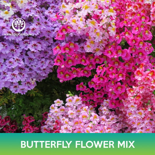 Butterfly Flower Mix Seeds, Angel's Wings, Farmer Orchid