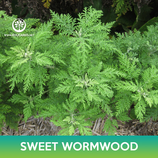 Sweet Annie Seed (Qing-hao, Sweet Wormwood, Artemisia Annua)