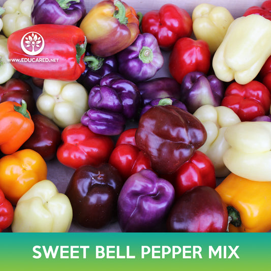 Sweet Bell Pepper Mix Seeds