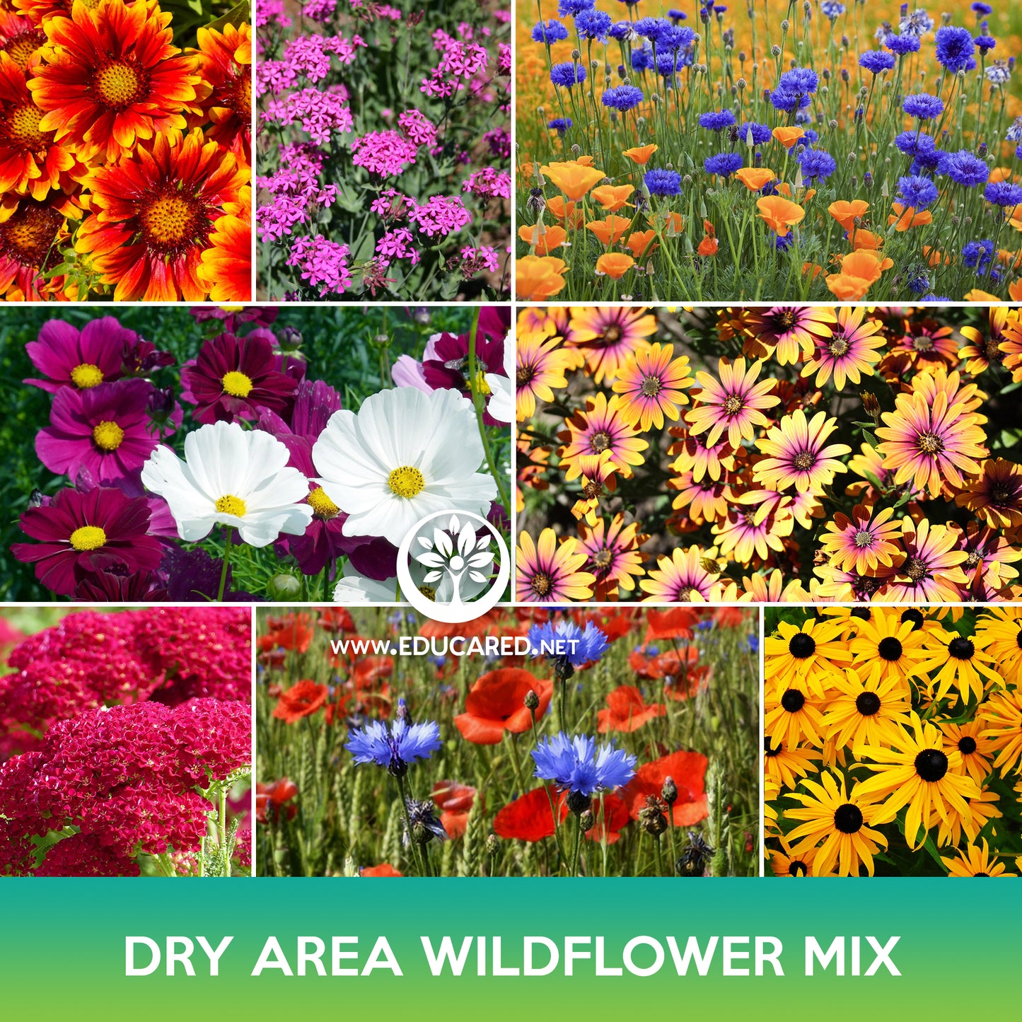 Dry Area Wildflower Mix Seeds