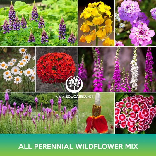 All Perennial Wildflowers Mix Seeds