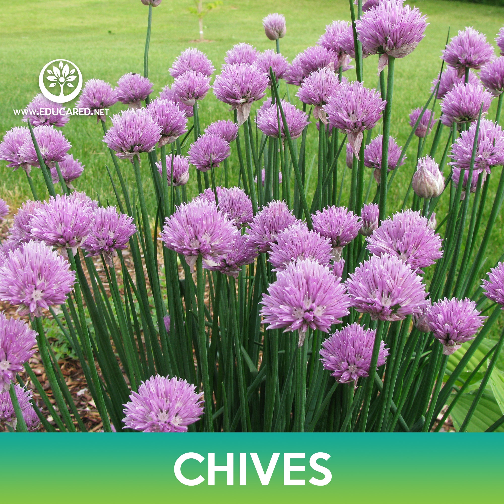 Common Chives Seeds – Educared