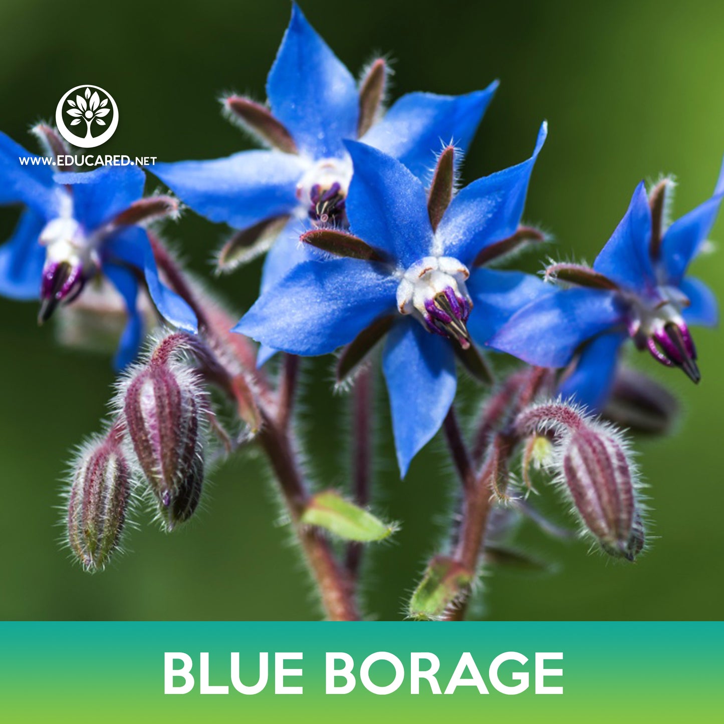 Blue Borage Seed, Borago Officinalis