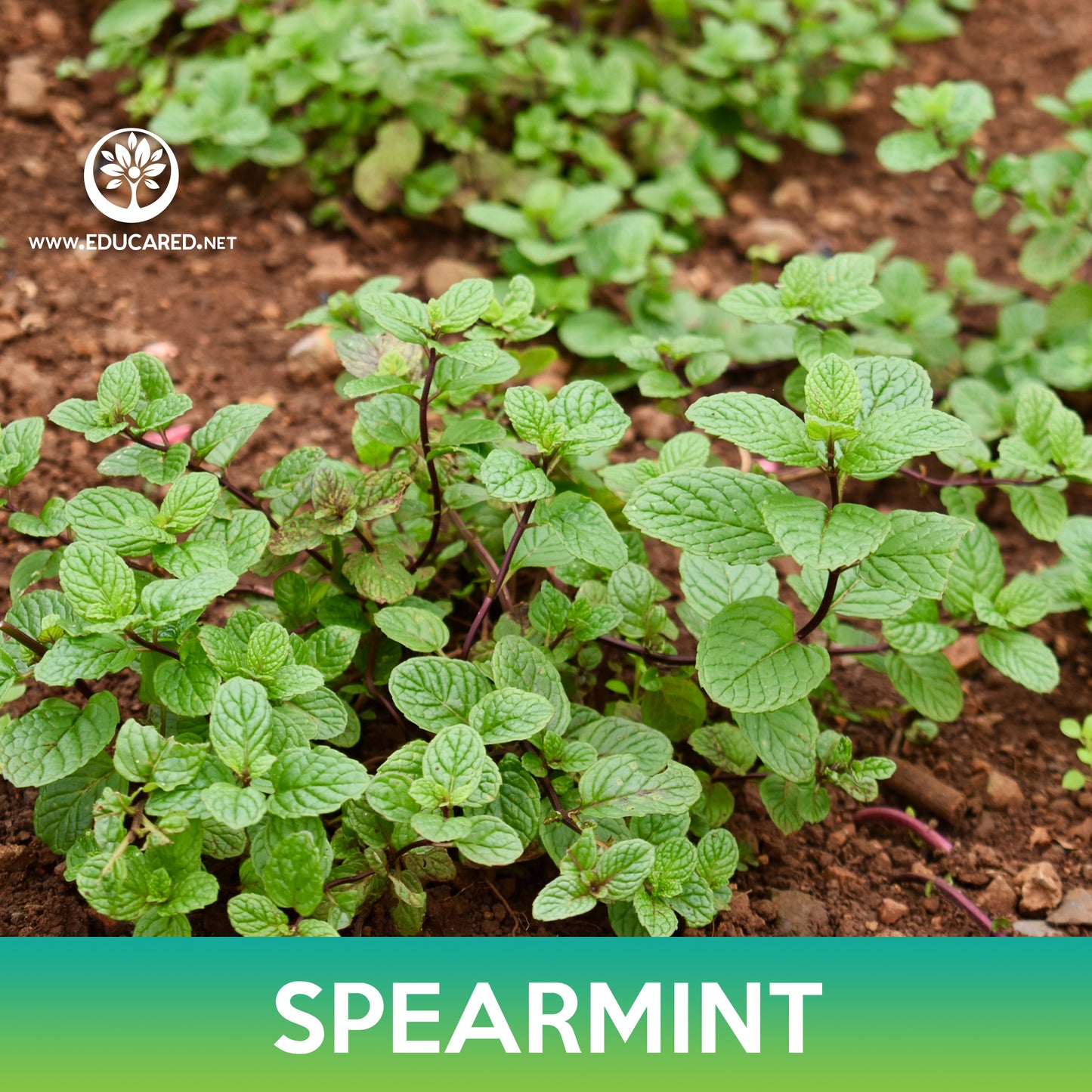 Spearmint Seeds
