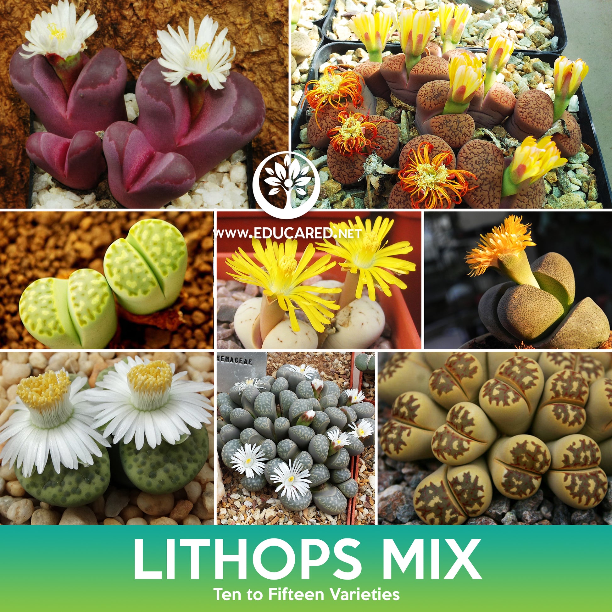 succulent stones Lithops (Living Stones) Succulent Mix Seeds – Educared