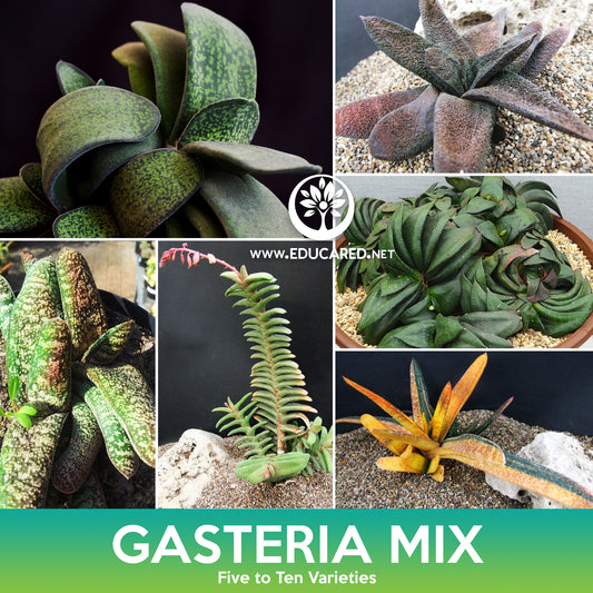 Gasteria Succulent Mix Seeds