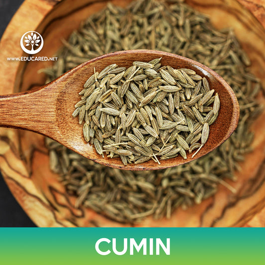 Cumin Seeds