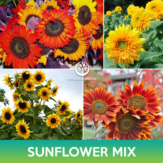 Sunflower Mix Seeds