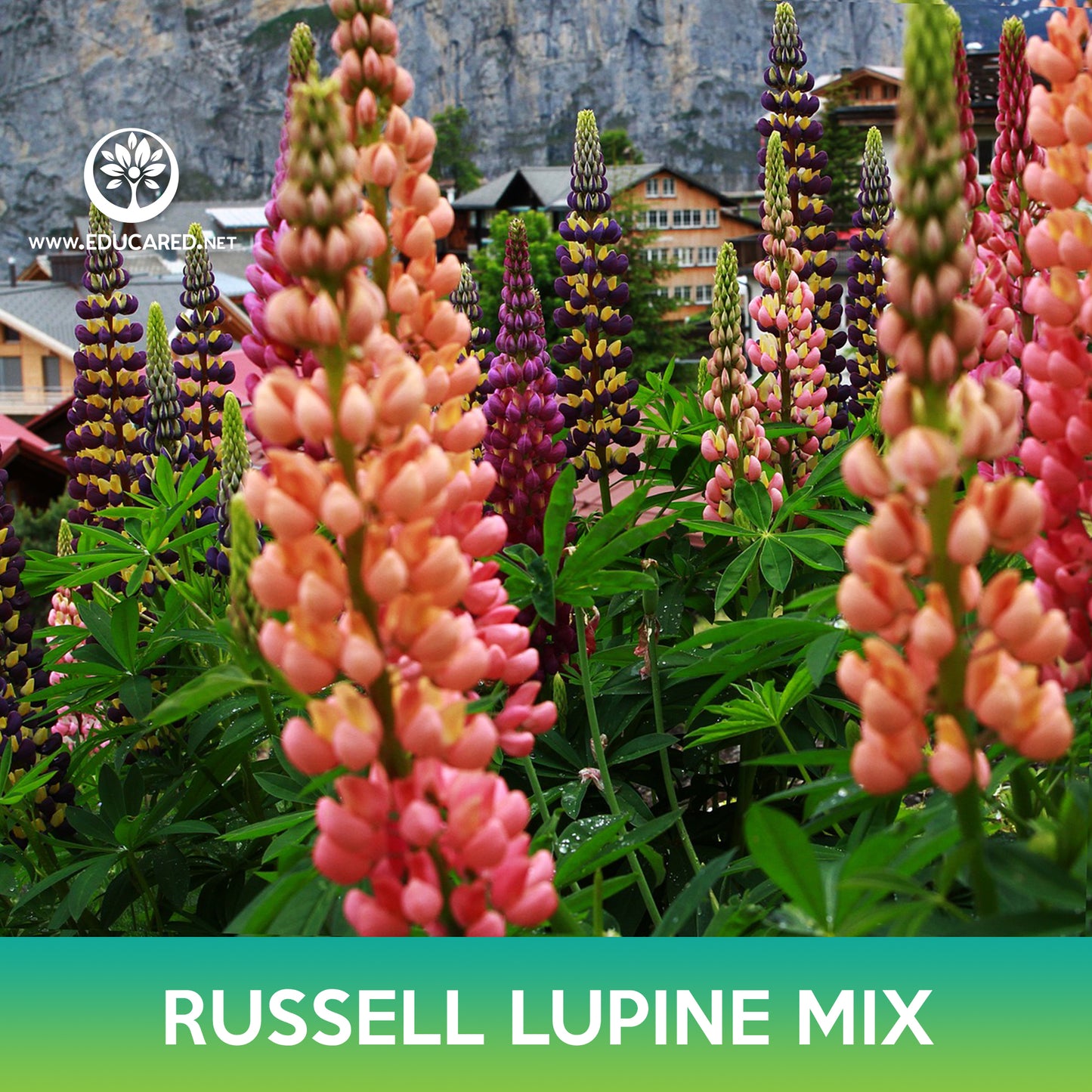 Russell Lupine Flower Mix Seeds