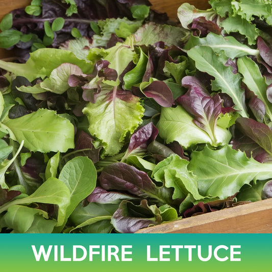Wildfire Lettuce Mix Seeds
