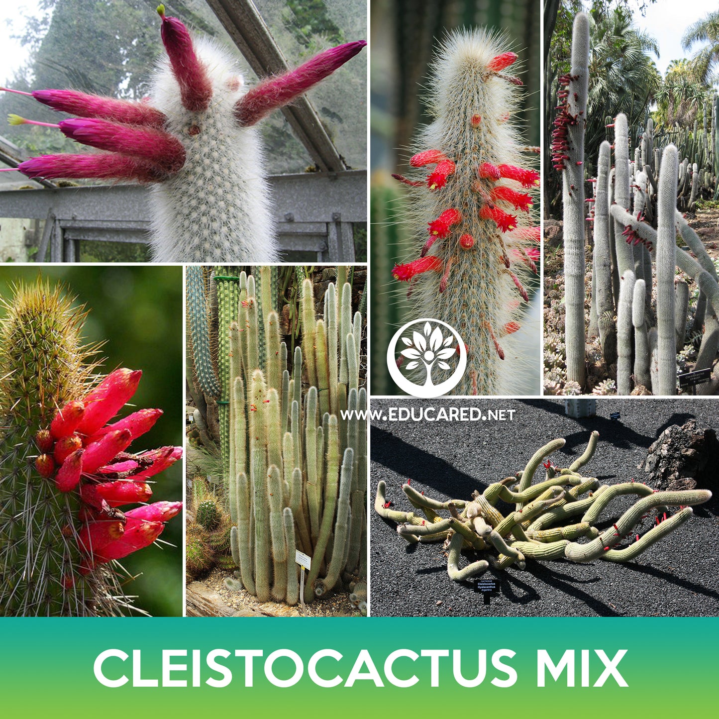 Cleistocactus Mix Seeds