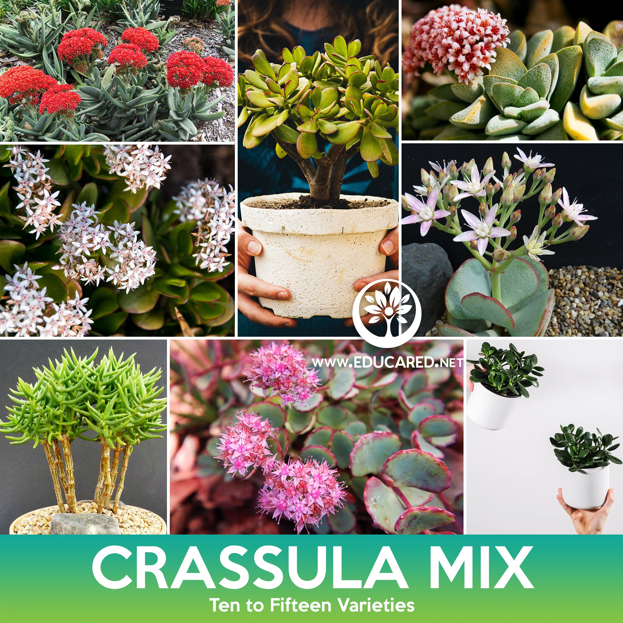 crassula plant seeds Crassula Succulent Mix Seeds – Educared
