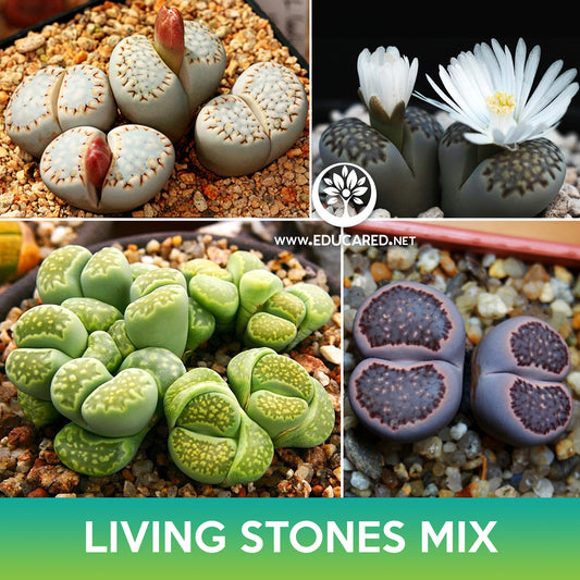 Living Stones Succulent Mix Seeds, Lithops julii