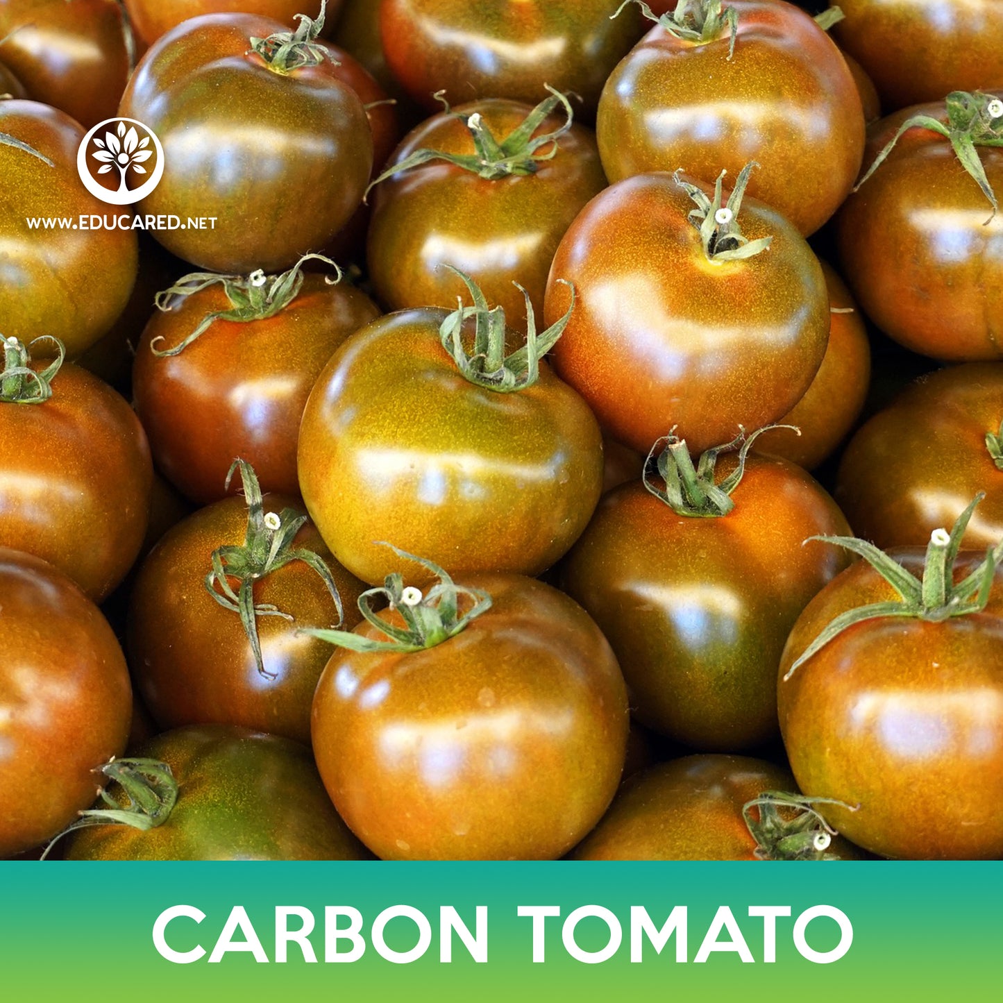 Carbon Tomato Seeds