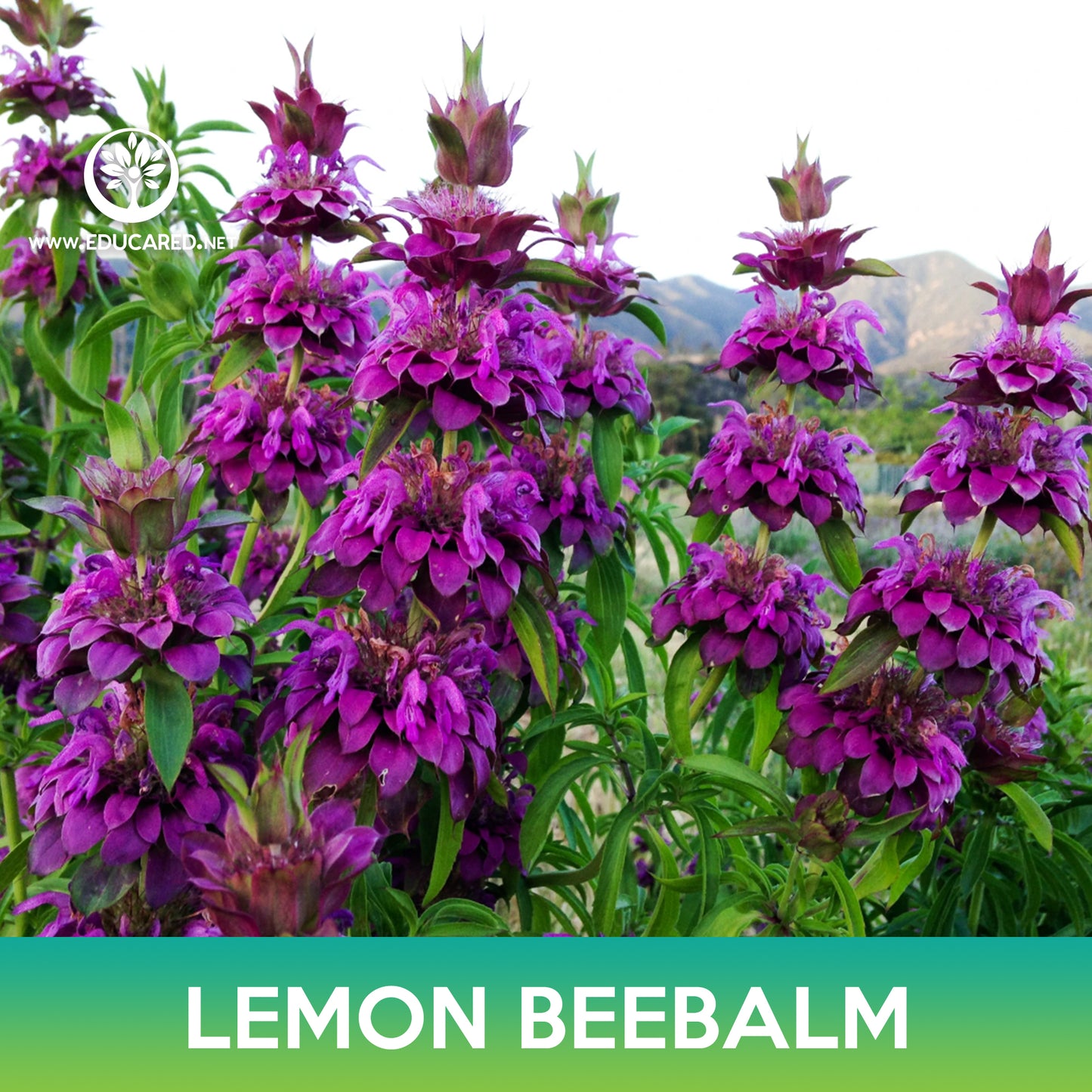 Lemon Beebalm Seeds, Lemon Mint, Monarda Citriodora