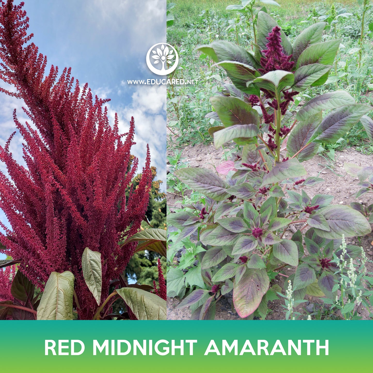 Red Midnight Amaranth Seeds, Amaranthus cruentus